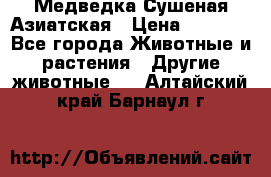 Медведка Сушеная Азиатская › Цена ­ 1 400 - Все города Животные и растения » Другие животные   . Алтайский край,Барнаул г.